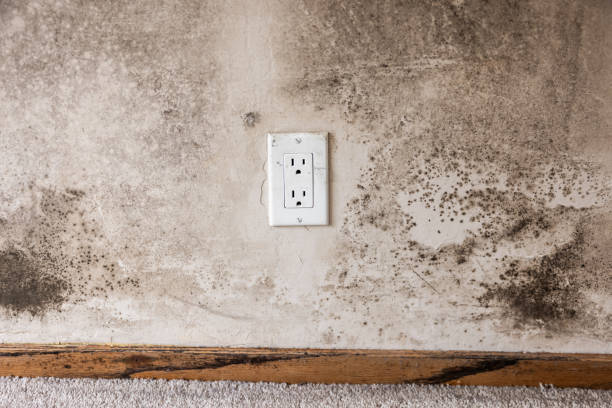 Best Mold Remediation for Healthcare Facilities  in Absecon, NJ